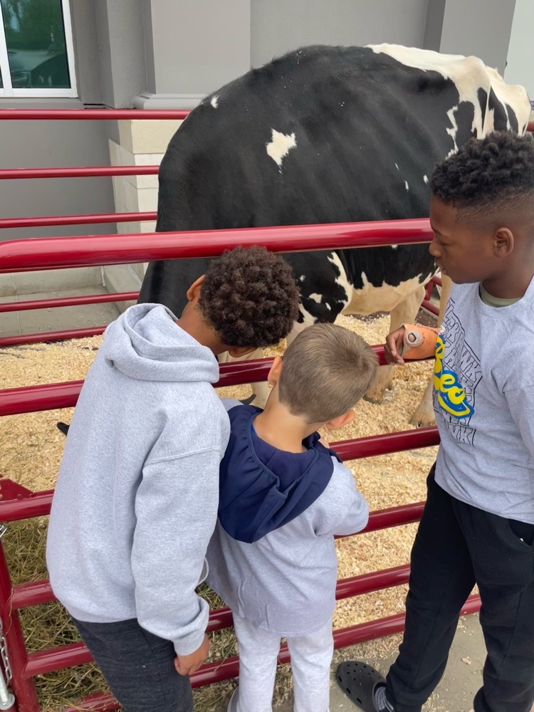 students petting a cow